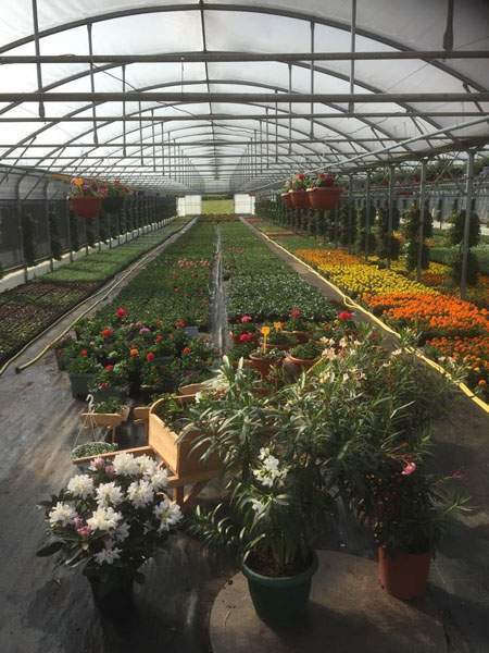 Plantes pour jardin Liernais