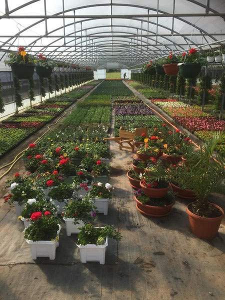 Plants potagers maraîchers Liernais