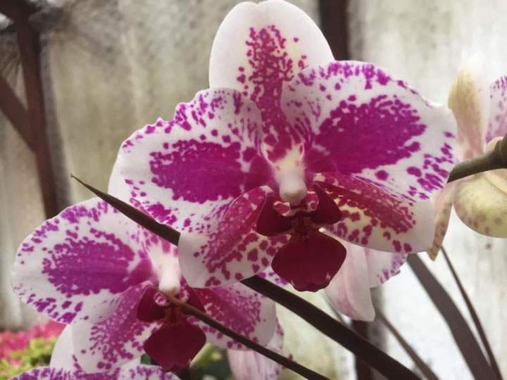 Plants maraîchers en agriculture raisonnée Liernais