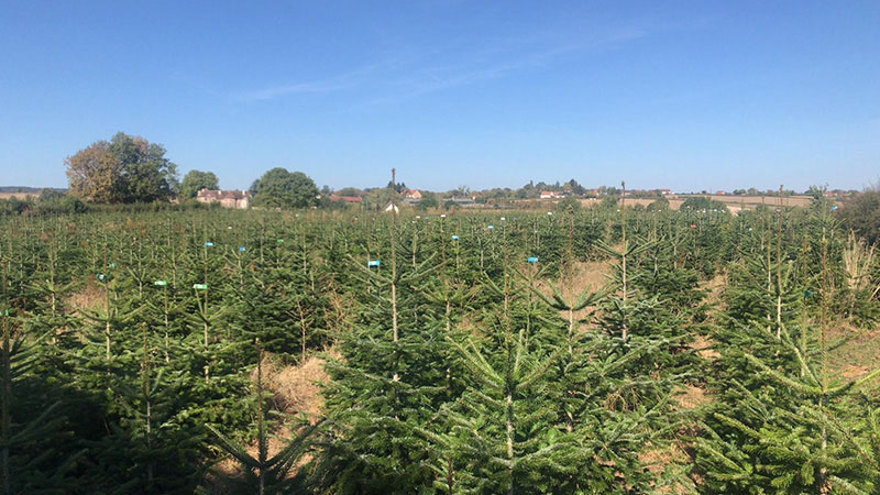 Producteur de sapin de Noël Dijon
