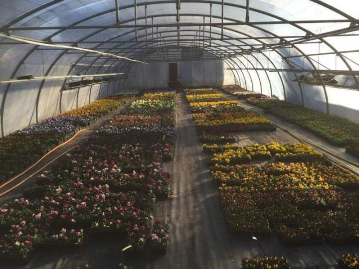 Fleurs rustiques Liernais