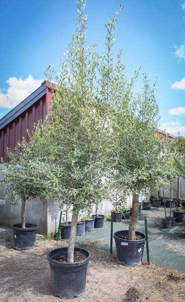 Plants maraîchers rustiques Liernais