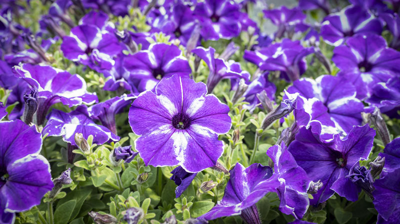 Plantes aromatiques Dijon