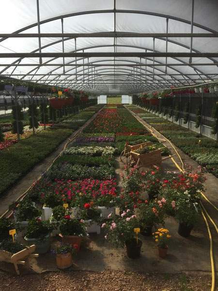 Culture plantes pépinière Liernais