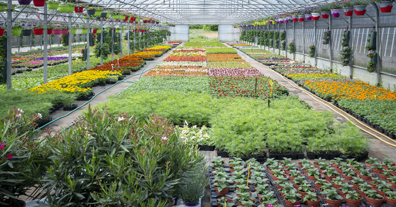 Horticulture Dijon