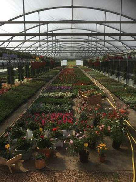 Floraison printanière Liernais