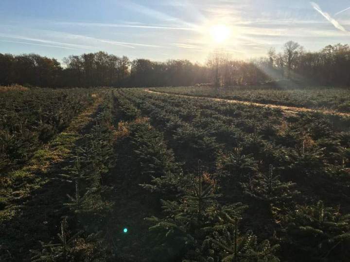 Producteur de sapins Noël Liernais
