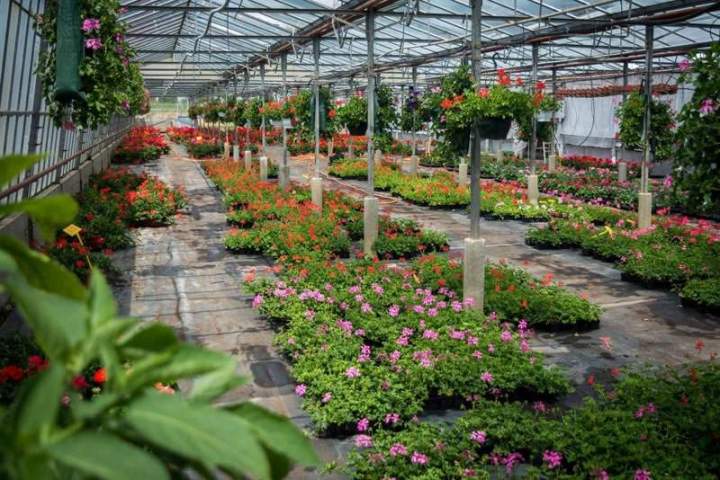 Floraison estivale Liernais