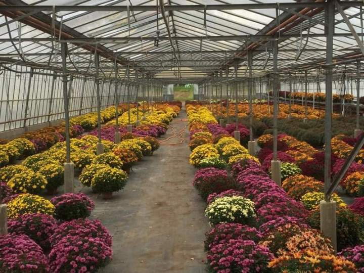 Plantes de haie pépinière Liernais