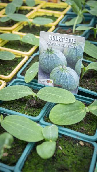 Plants de courgettes Liernais