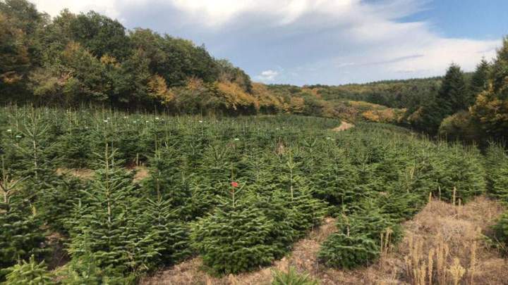 Sapins épicéa Liernais