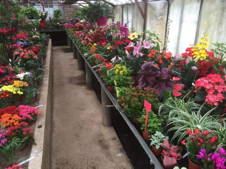 Plants bio pour maraîchage Liernais