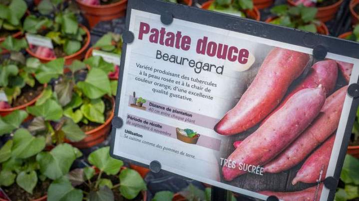 Plants patate douce Liernais