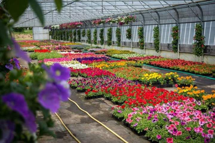 Fleurs pour bordure massif Liernais