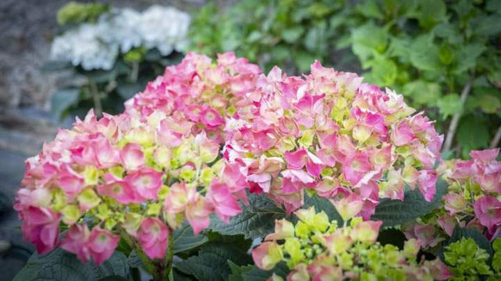 Culture de fleurs pour jardin et potager Liernais