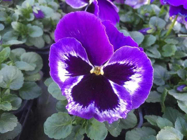 Plants maraîchers bio Liernais