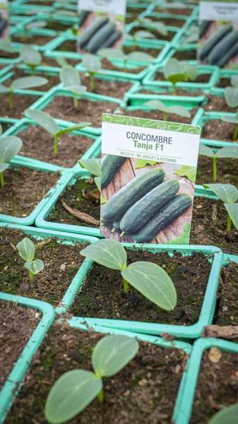 Plants de concombre Liernais