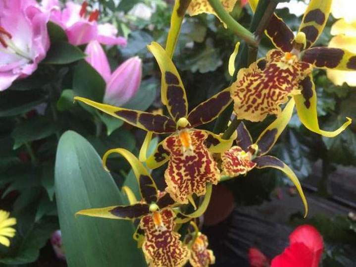 Plantes à massif colorées Liernais