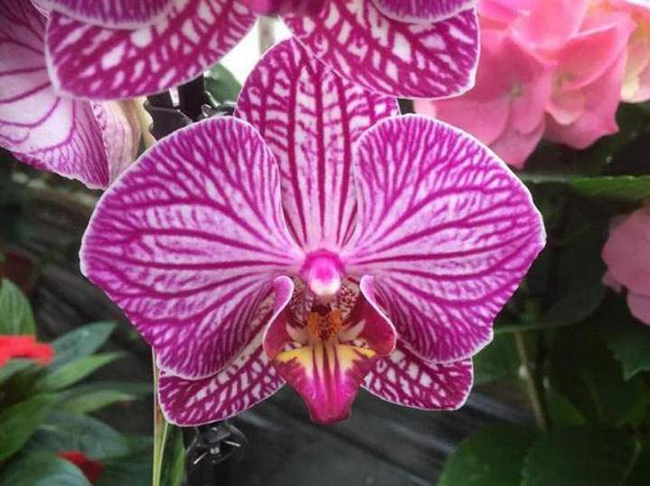 Plants légumes plein champ Liernais