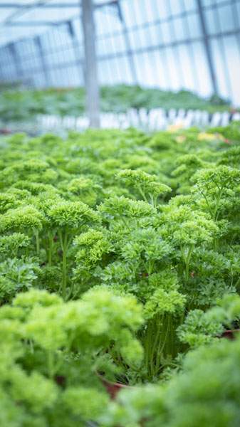 Plants de légumes Liernais
