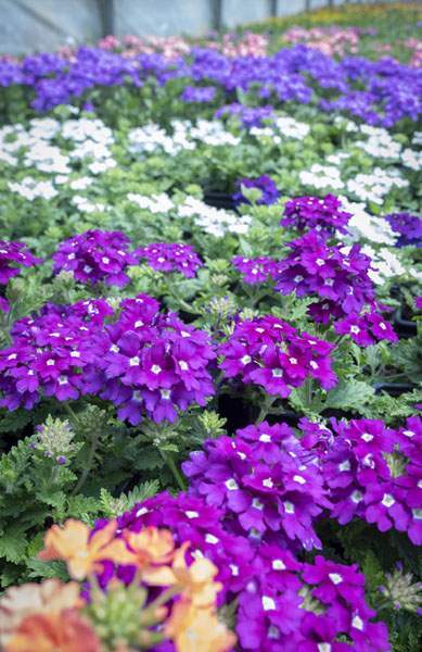 Culture locale plantes espèces variées Liernais