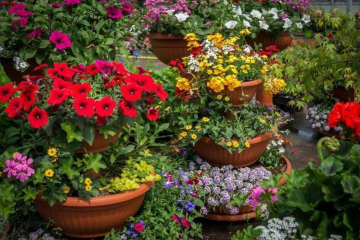 Horticulture plants maraîchers Liernais