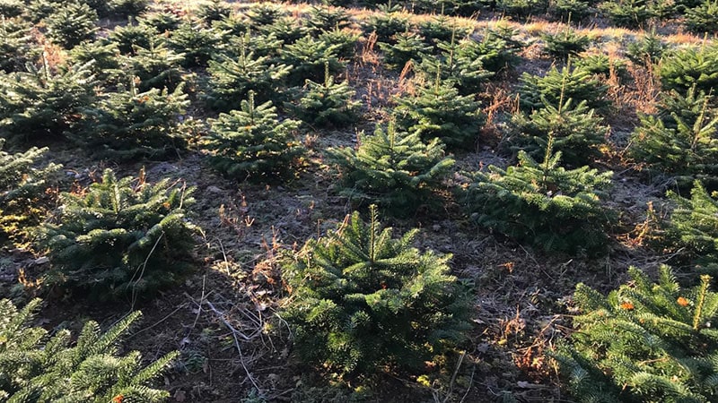 Producteur de sapin de Noël Liernais
